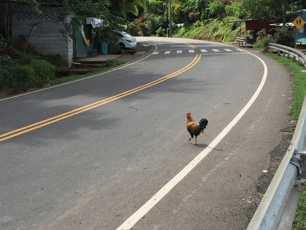 Chicken road online in Spain Chicken road online in Spain